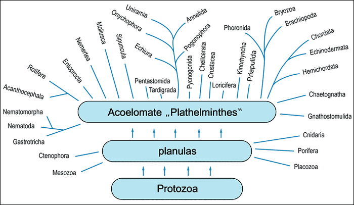 plathelminthes stammbaum