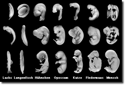Gosses Bild
