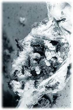 Abb. 2